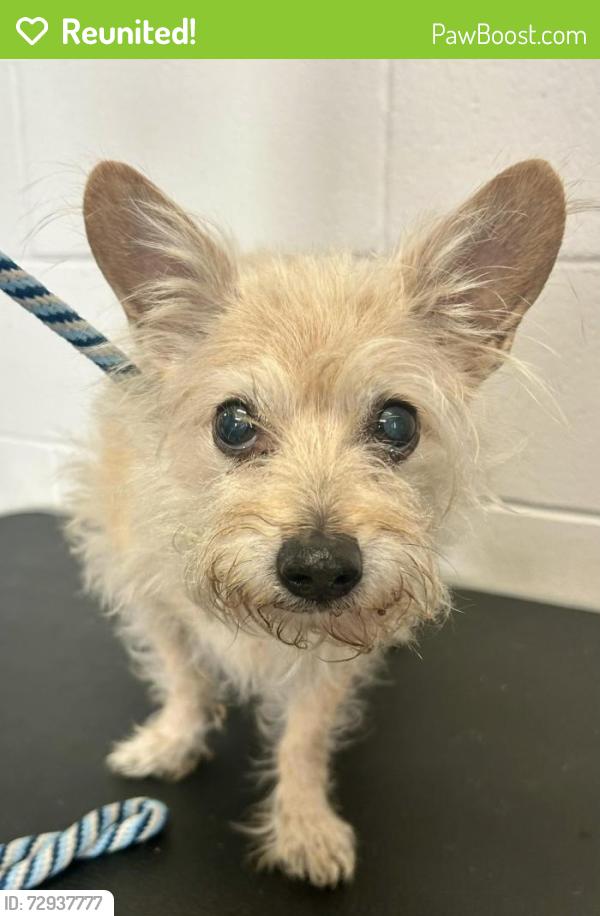 Reunited Male Dog last seen Grove and Olive, Saint Paul, MN 55101
