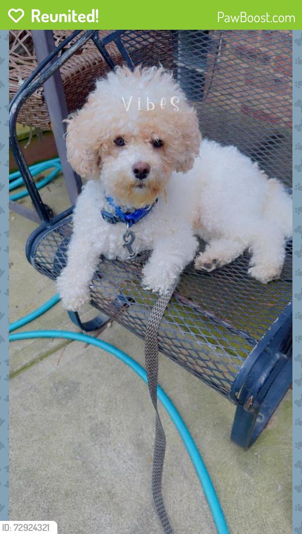 Reunited Male Dog last seen Raymont Blvd, University Heights, OH 44118, USA, University Heights, OH 44118