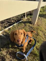 Lost Male Dog last seen Pennywhistle Way, Menifee, CA 92585