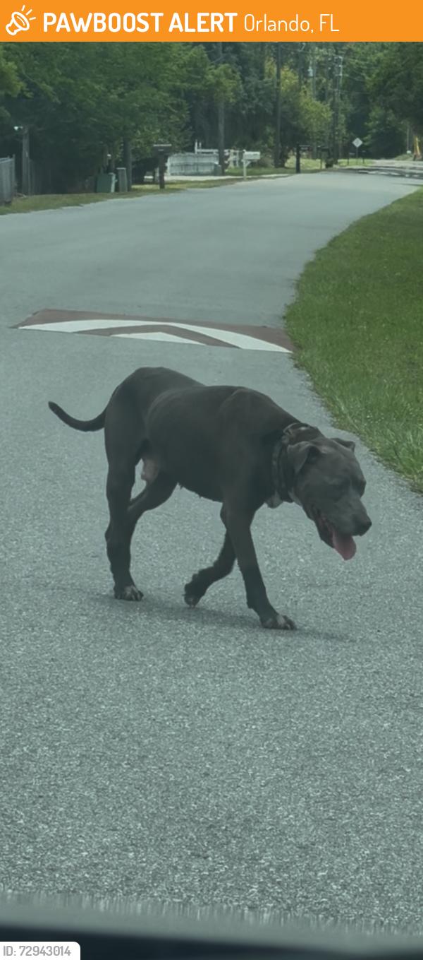 Found/Stray Male Dog last seen Lake Berge Road Alafaya UCF Area, Orlando, FL 32825
