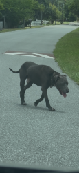 Found/Stray Male Dog last seen Lake Berge Road Alafaya UCF Area, Orlando, FL 32825