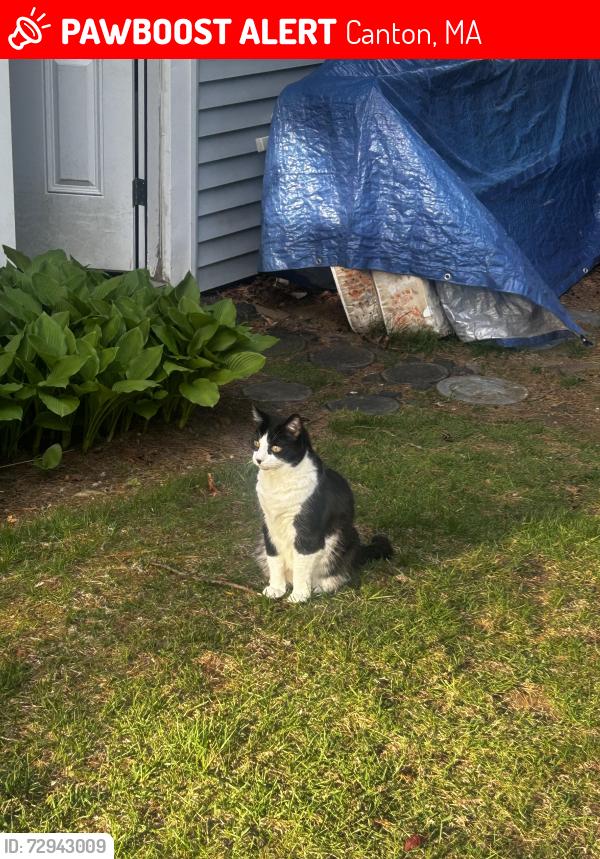 Lost Male Cat last seen Widberg Lane, Dunbar Street, Canton, MA 02021