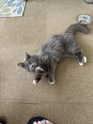 Reunited Female Cat last seen Crippen Road, Halls, TN 37918