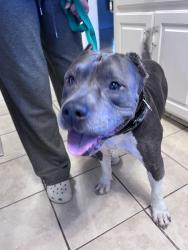Reunited Male Dog last seen Harnett County Convenience center , Lillington, NC 27546