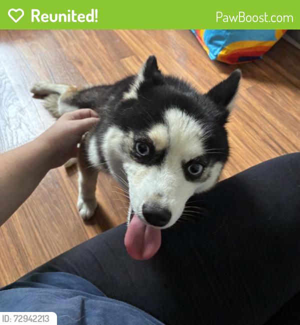 Reunited Female Dog last seen Prairie Rose Lp and Court St, Zephyrhills, FL 33542
