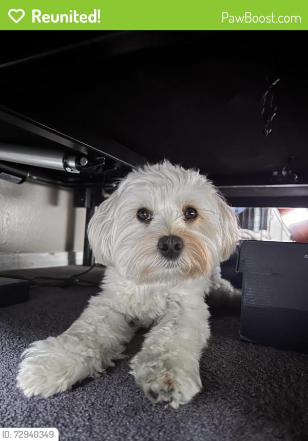 Reunited Male Dog last seen Bristol and flower , Santa Ana, CA 92707