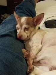 Lost Male Dog last seen Melrose drive and 111, Cathedral City, CA 92234