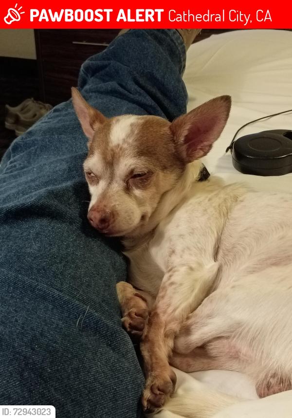 Lost Male Dog last seen Melrose drive and 111, Cathedral City, CA 92234