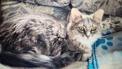 Reunited Female Cat last seen Near Jack Rd, Clayton, NC 27520, USA, Clayton, NC 27520