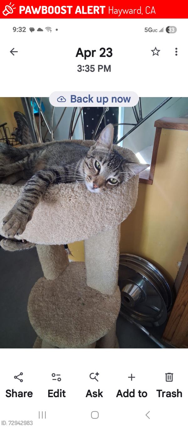 Lost Male Cat last seen E St Hayward, Hayward, CA 94541
