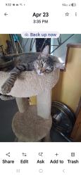 Lost Male Cat last seen E St Hayward, Hayward, CA 94541