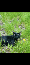 Reunited Male Cat last seen Queen Ave N and 39th Ave , Minneapolis, MN 55411