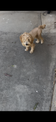 Found/Stray Male Dog last seen Hwy 74 by Costco , Lake Elsinore, CA 92532