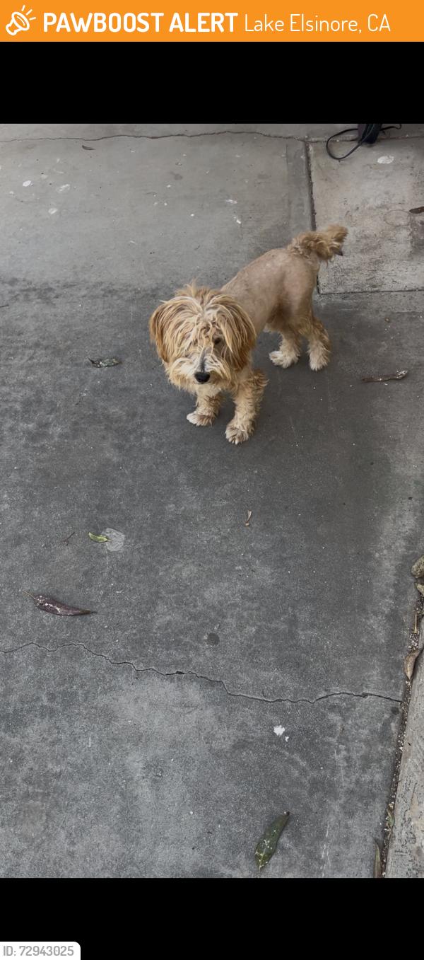 Found/Stray Male Dog last seen Hwy 74 by Costco , Lake Elsinore, CA 92532