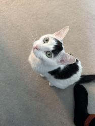 Reunited Male Cat last seen Bridlewood common SW and Bridlewood Park SW, Calgary, AB T2Y