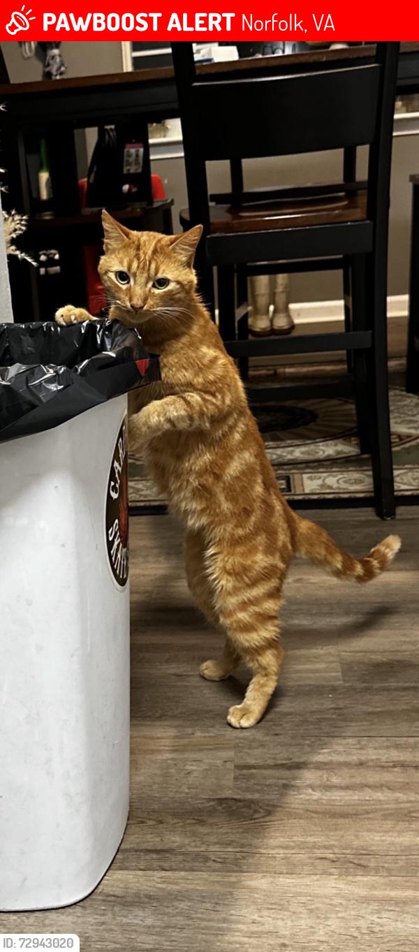 Lost Male Cat last seen Orangewood ave and arbor ave , Norfolk, VA 23513