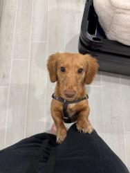 Reunited Male Dog last seen Near Pennywhistle, Menifee, CA 92585