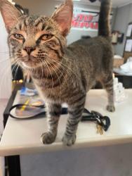 Found/Stray Male Cat last seen Near Platt Springs Rd West Columbia , West Columbia, SC 29033