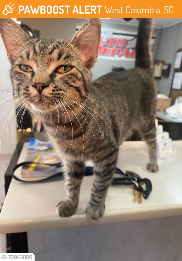 Found/Stray Male Cat last seen Near Platt Springs Rd West Columbia , West Columbia, SC 29033
