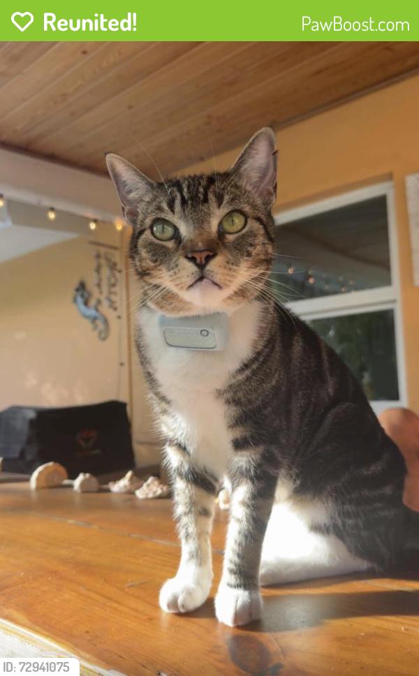 Reunited Male Cat last seen Norfolk Rd. & Riverside Dr. , Jupiter, FL 33469