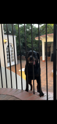 Lost Female Dog last seen Mountain , Glendale, CA 91201