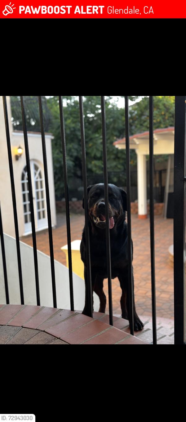 Lost Female Dog last seen Mountain , Glendale, CA 91201
