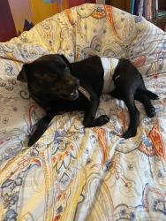 Reunited Male Dog last seen Silverbrook Drive in Morganton , Morganton, NC 28655