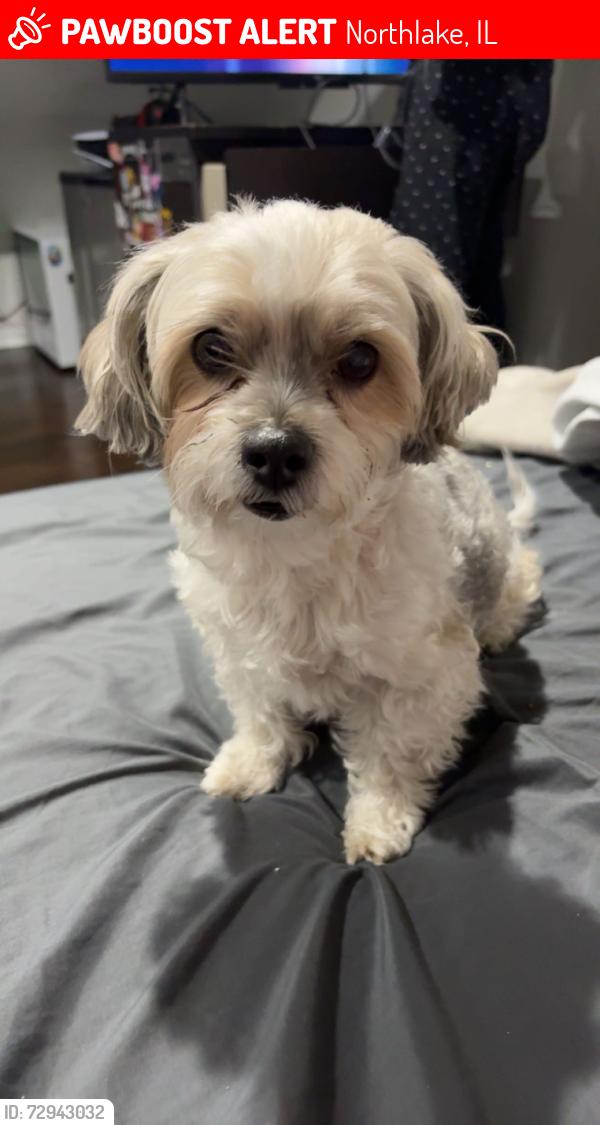 Lost Female Dog last seen Rhodes and Grand , Northlake, IL 60164