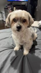 Lost Female Dog last seen Rhodes and Grand , Northlake, IL 60164