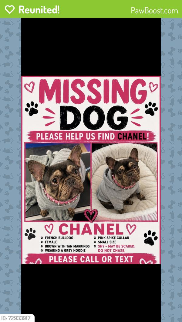 Reunited Female Dog last seen Mississippi st , Portland, OR 97217