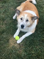 Reunited Male Dog last seen Archiblad & Hidden Farm , Rancho Cucamonga, CA 91737