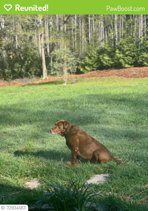 Reunited Male Dog last seen Again rd , Temple, GA 30179
