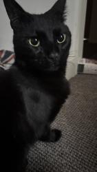 Reunited Male Cat last seen West Craven St. / Ordsall area, Greater Manchester, England M5