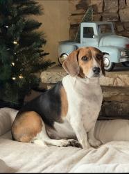 Reunited Male Dog last seen lisa circle gainesville ga 30506, Gainesville, GA 30506