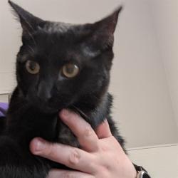 Shelter Stray Female Cat last seen HAZELWOOD/63042, Olivette, MO 63132