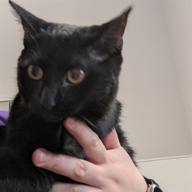 Shelter Stray Female Cat last seen HAZELWOOD/63042, Olivette, MO 63132