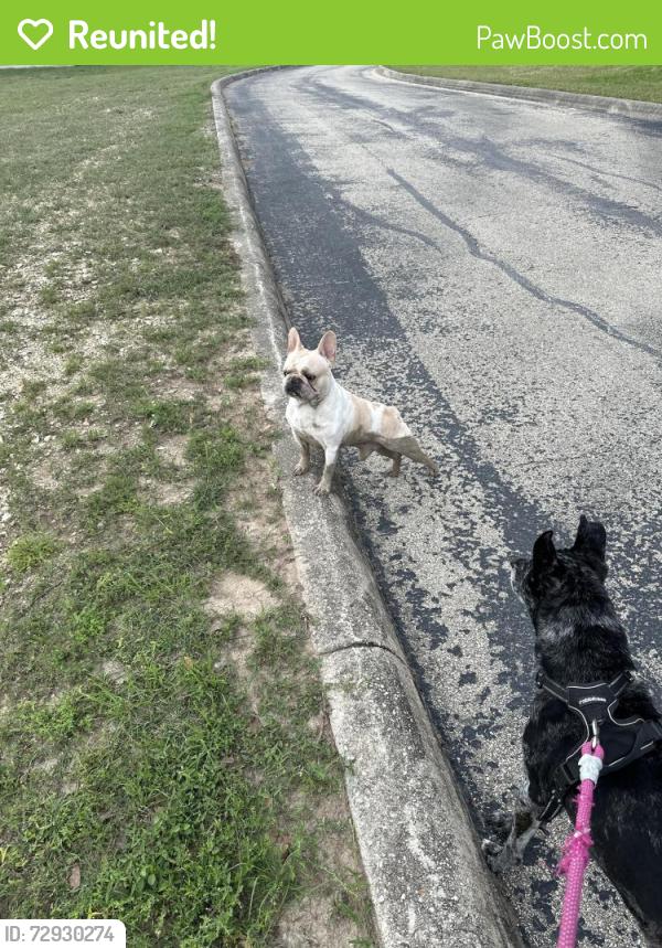 Reunited Male Dog last seen St. Helena Church, San Antonio, TX 78247