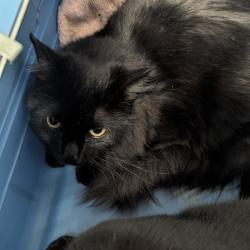 Shelter Stray Male Cat last seen HAZELWOOD/63042, Olivette, MO 63132