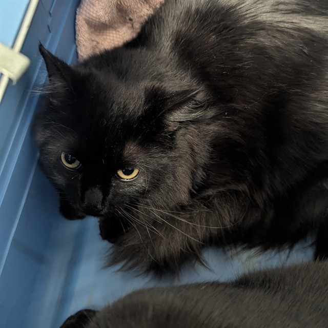 Shelter Stray Male Cat last seen HAZELWOOD/63042, Olivette, MO 63132