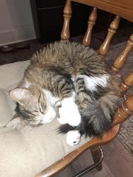Lost Female Cat last seen Ahwahnee way / Way Back rd., Cool, CA 95614
