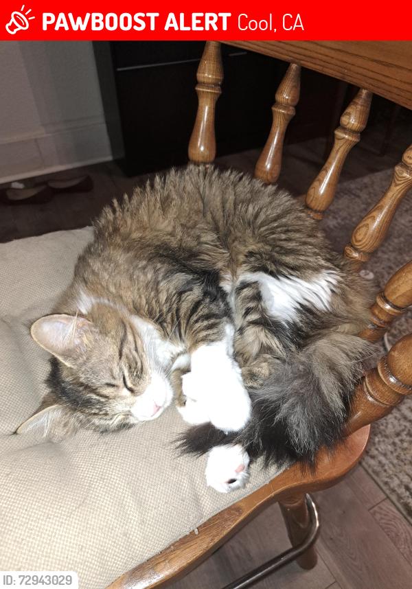 Lost Female Cat last seen Ahwahnee way / Way Back rd., Cool, CA 95614