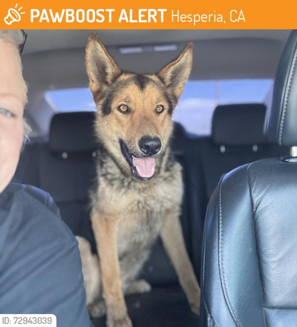 Found/Stray Male Dog last seen Eucalyptus and Third St. Hesperia, CA, Hesperia, CA 92345