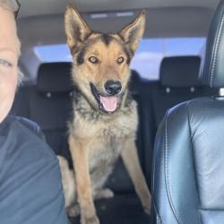 Found/Stray Male Dog last seen Eucalyptus and Third St. Hesperia, CA, Hesperia, CA 92345