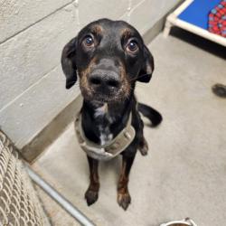Shelter Stray Male Dog last seen PATTON RD, Huntsville, AL 35805