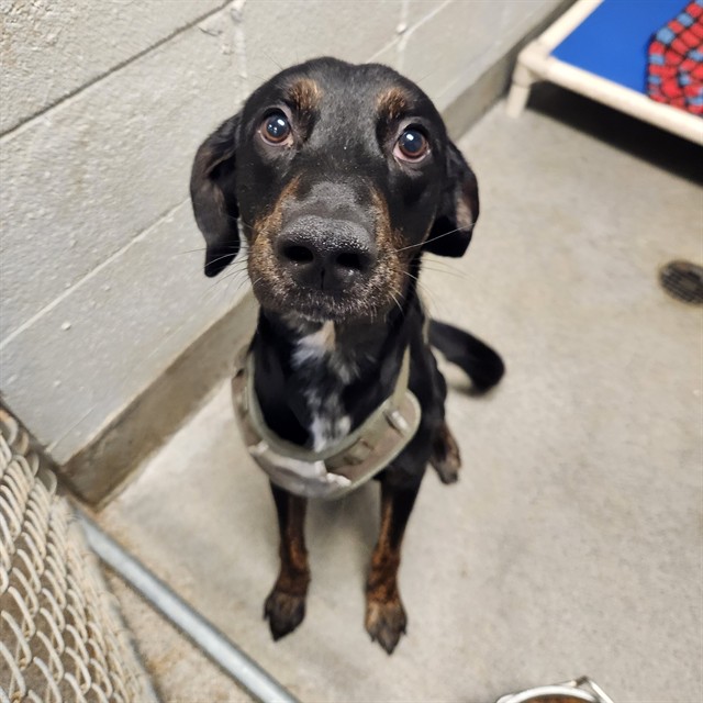 Shelter Stray Male Dog last seen PATTON RD, Huntsville, AL 35805