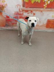 Shelter Stray Male Dog last seen Near BLOCK EMPIRE LAKES, San Bernardino, CA 92401
