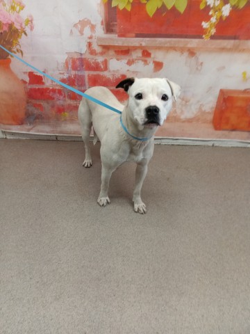 Shelter Stray Male Dog last seen Near BLOCK EMPIRE LAKES, San Bernardino, CA 92401
