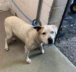 Shelter Stray Female Dog last seen Near BLOCK EMPIRE LAKES, San Bernardino, CA 92401