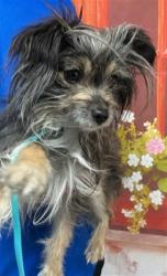 Shelter Stray Female Dog last seen Near BLOCK HIBISCUSS ST, San Bernardino, CA 92401