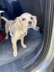 Shelter Stray Female Dog last seen Near BLOCK WALNUT AVE, LONG BEACH CA, Long Beach, CA 90815